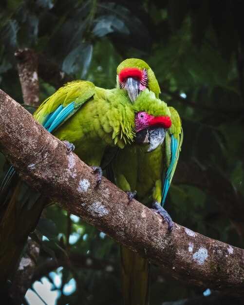 Los loros verdes y la conexión con la naturaleza