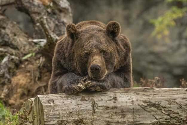 La presencia de un oso gordo en los sueños y su relación con el poder y la fuerza