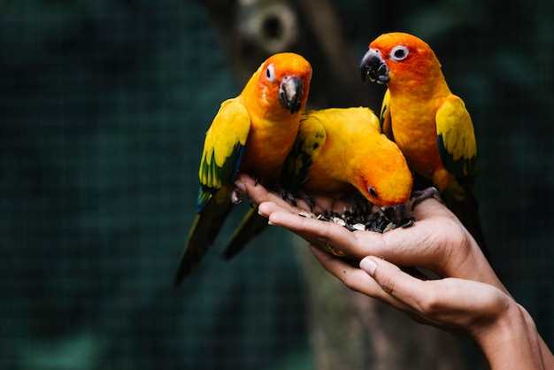 El significado de tener un pájaro de colores en la mano