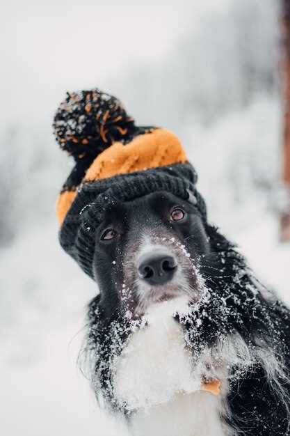 ¿Qué representa el perro en los sueños?