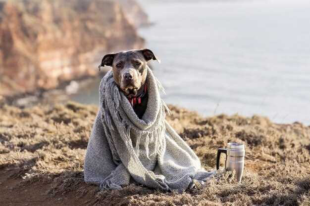 La importancia de la relación entre los perros