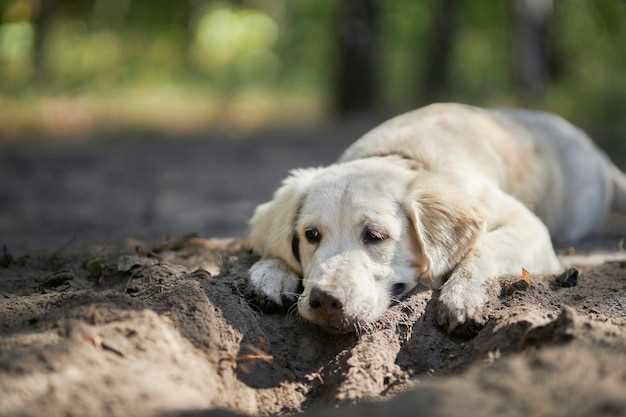 Emociones asociadas al sueño de un perro muerto