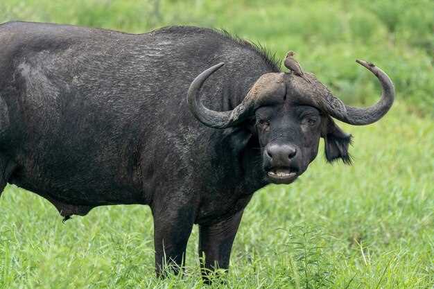 El toro de lidia negro y su conexión con los instintos naturales