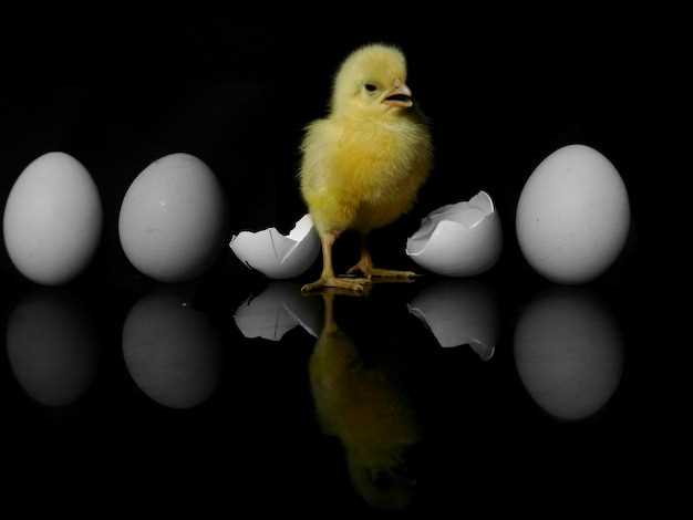 El simbolismo del pollito en diferentes culturas