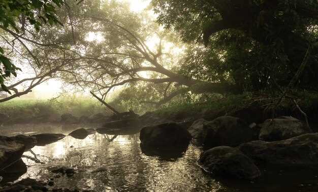 La conexión con la naturaleza y la espiritualidad