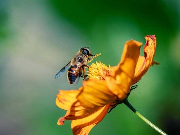 El miedo y la ansiedad relacionados con la picadura de abeja en el labio en sueños