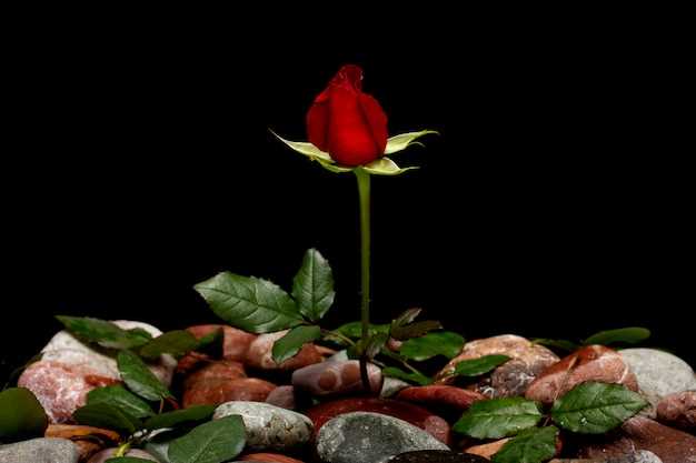 El significado de una rosa en flor en una maceta en sueños