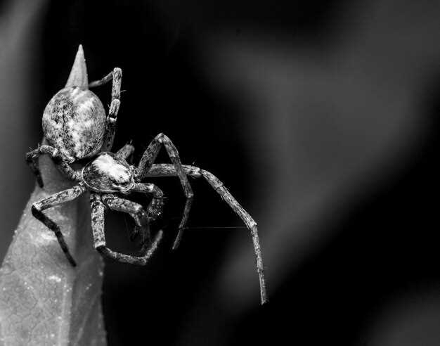 2. El ambiente y la interacción con la tarántula