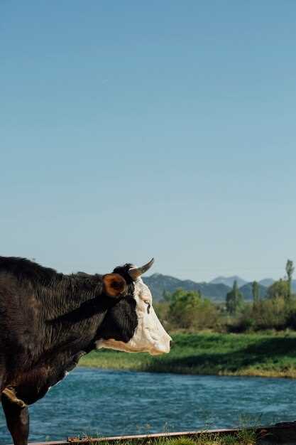 Cómo lidiar con el miedo y la ansiedad causados por una vaca que te persigue en sueños